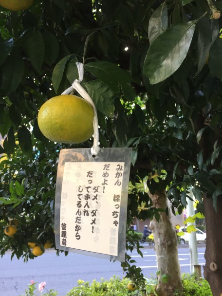 IMG_2947_mikan