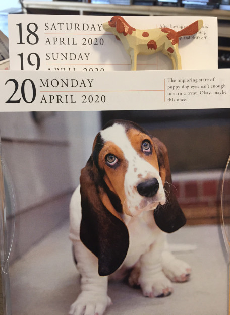 IMG_6648_dog calendar_犬が犬_042020