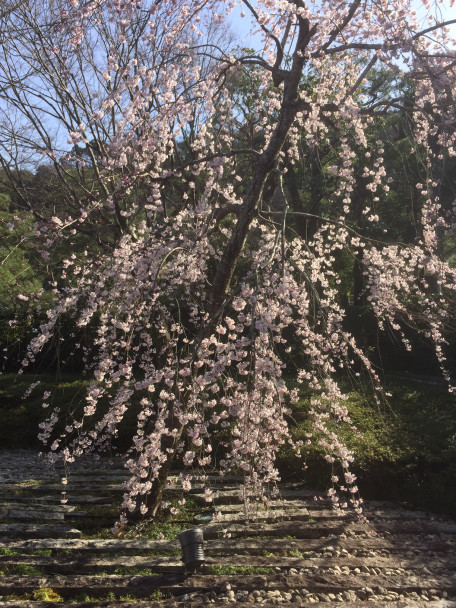 IMG_6490_嵯峨嵐山文華館の桜_1_032120-tate